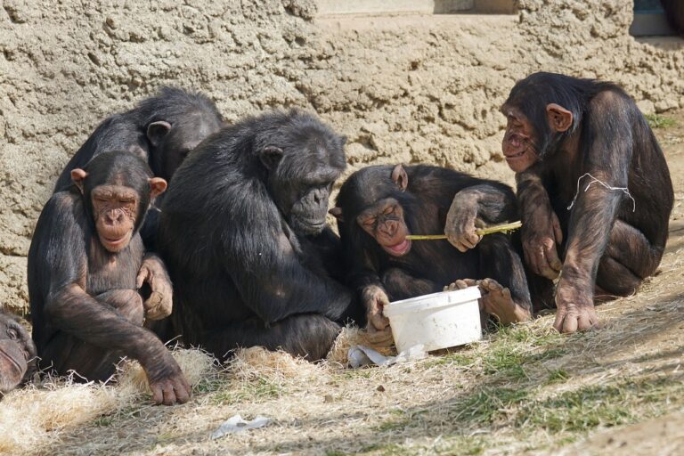 Οι χιμπατζήδες και οι μπονόμπο μπορούν να αναγνωρίσουν «φίλους» τους δεκαετίες αργότερα, διαπιστώνει νέα μελέτη