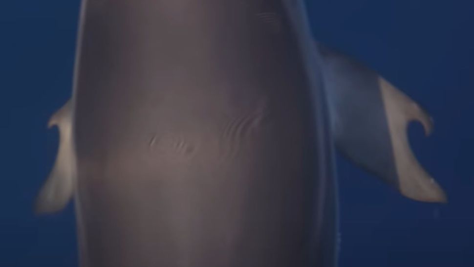 Δελφίνι με «αντίχειρες» εκπλήσσει τους επιστήμονες – Η πρώτη ανακάλυψη στην Ελλάδα