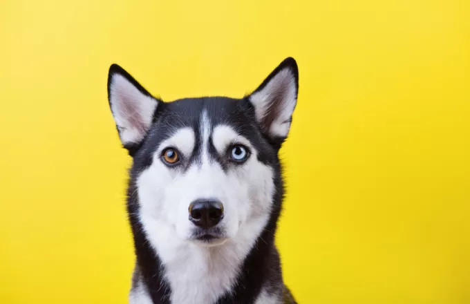 Οι άνθρωποι μπορεί να επηρέασαν την εξέλιξη του χρώματος των ματιών των σκύλων, υποστηρίζουν ερευνητές
