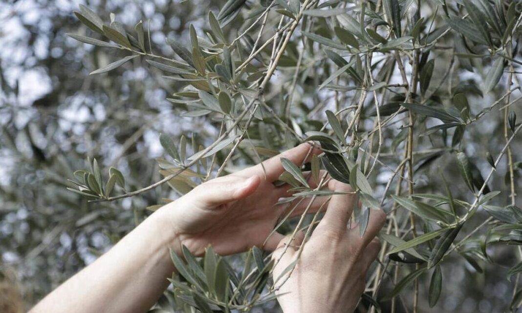 Ελαιόλαδο: Διπλασιάστηκε η τιμή του - Σε απόγνωση οι ελαιοπαραγωγοί