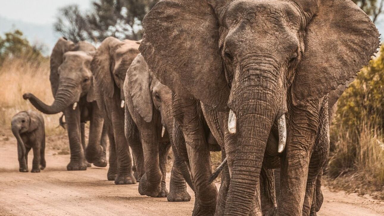 Ζιμπάμπουε: Ελέφαντες πεθαίνουν καθώς λιγοστεύουν τα νερά σε Εθνικό Πάρκο λόγω κλιματικής αλλαγής