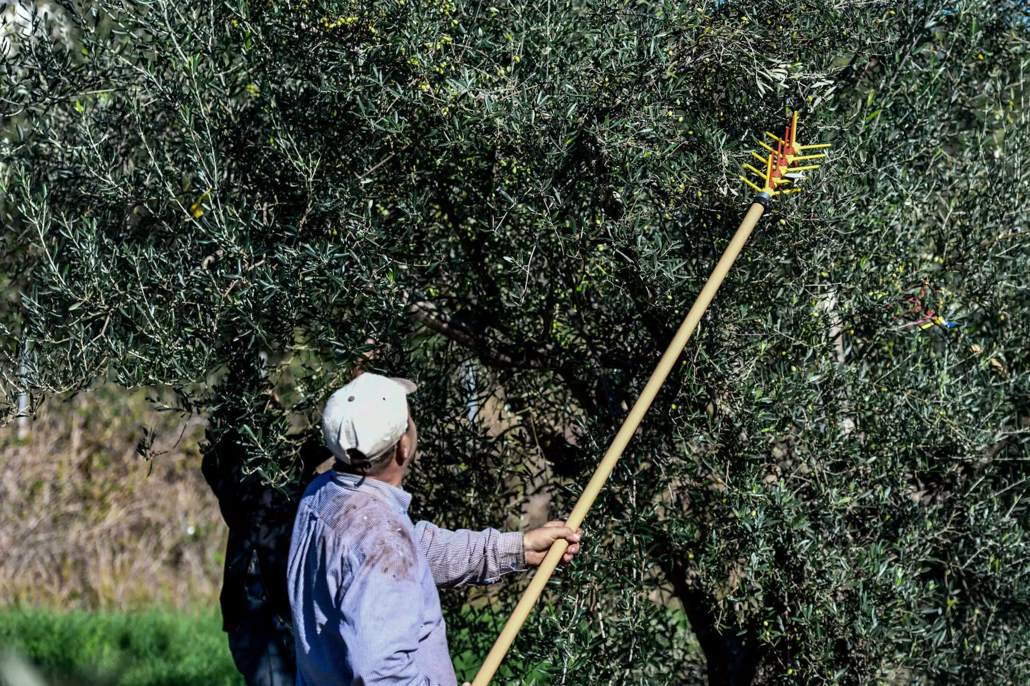 Πήγε να μαζέψει ελιές και άφησε την τελευταία του πνοή