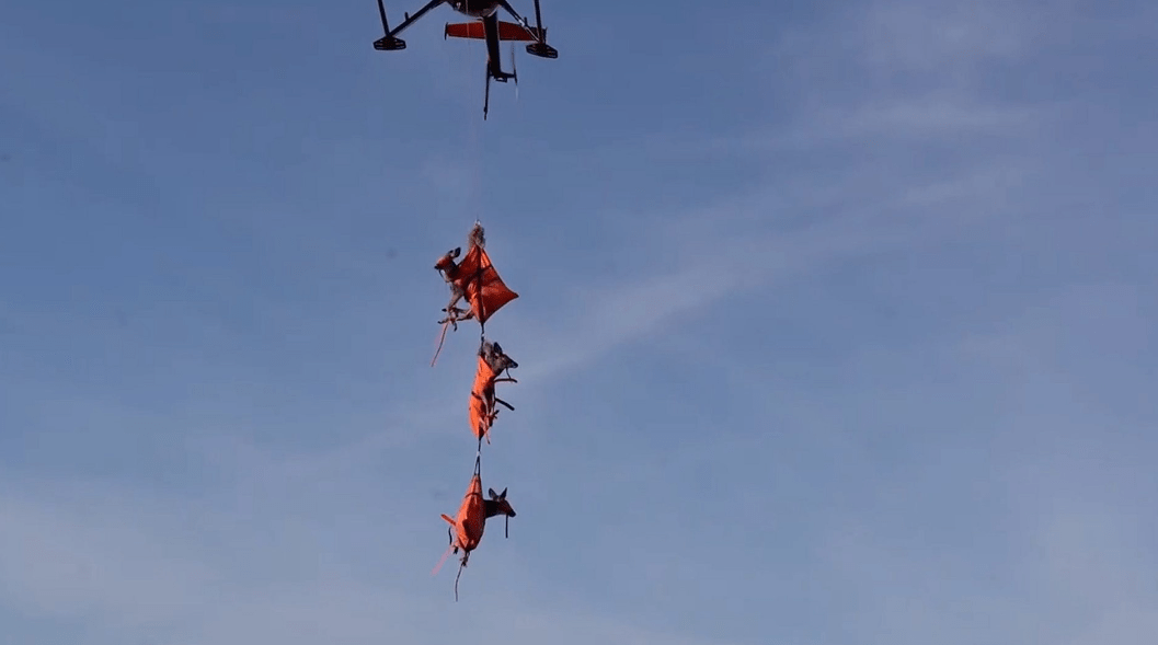 Ελάφια στον αέρα- Τα μετέφερε ελικόπτερο, για να υποβληθούν σε εξετάσεις