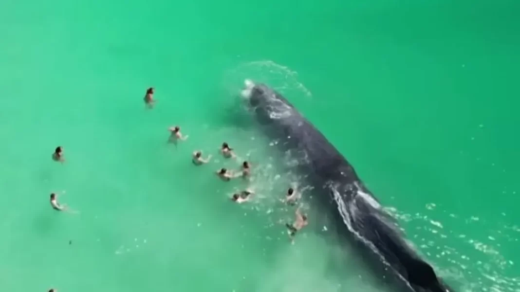 Πέθανε η φάλαινα που είχε βγει σε ακτή της Αυστραλίας