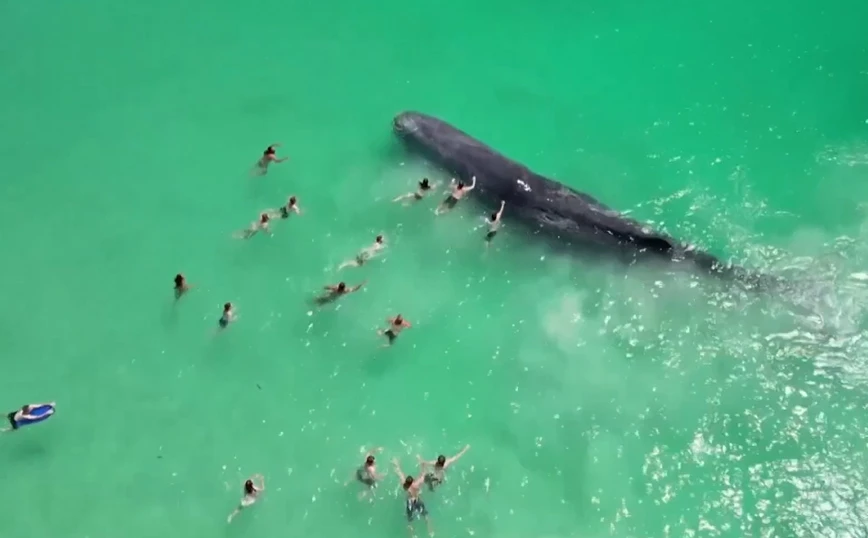 Φάλαινα έφτασε στα ρηχά και κολυμβητές άρχισαν να την αγγίζουν – «Είναι επικίνδυνο», τονίζει ειδικός