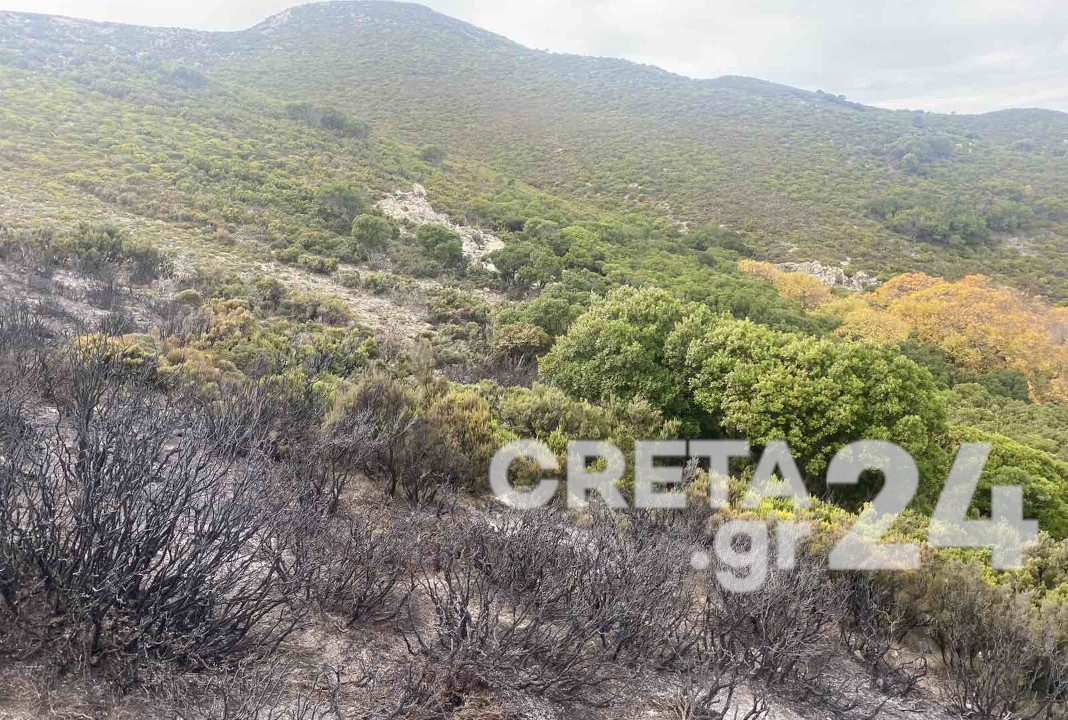 Κρήτη: Στάχτη 13 στρέμματα δασικής έκτασης