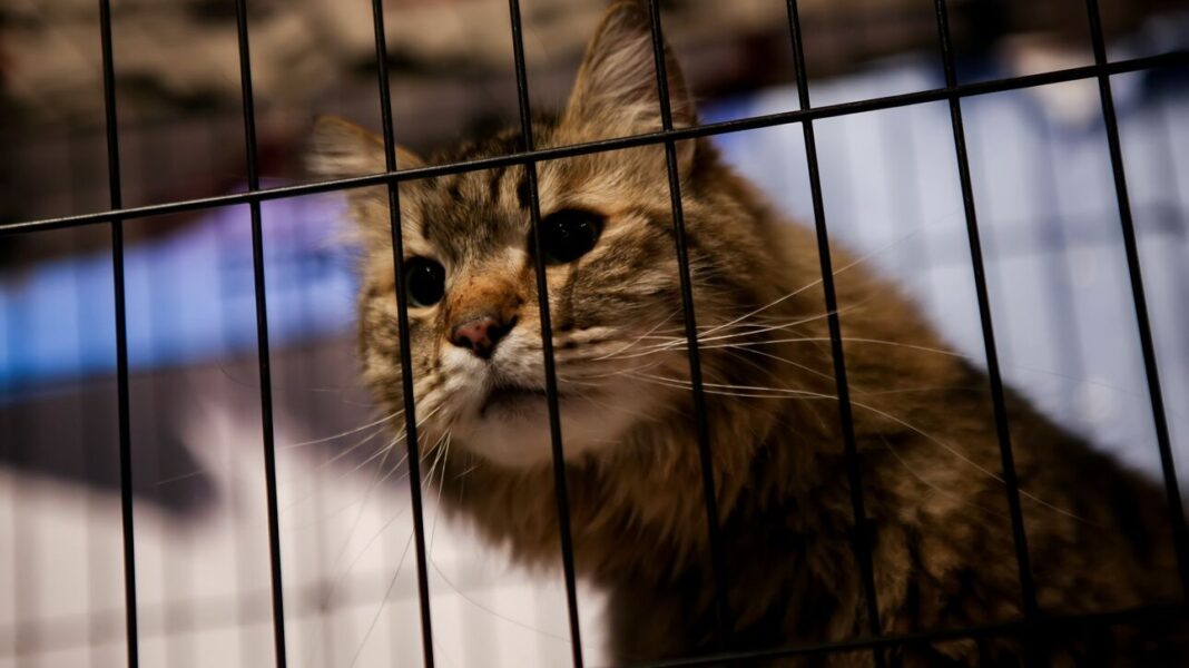 Pet.gov.gr: 6+1 υπηρεσίες της πλατφόρμας για τα ζώα συντροφιάς