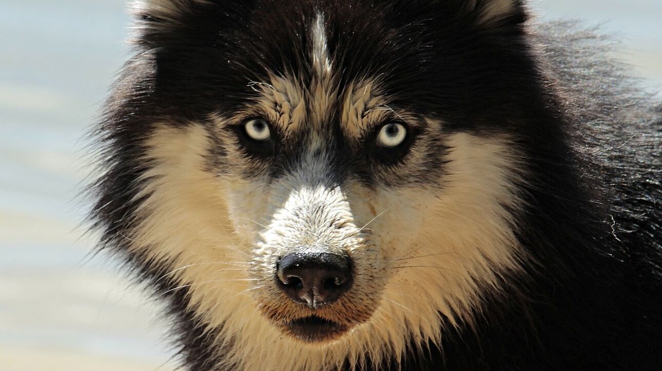 Βασανισμός σκύλου στην Αράχωβα: Νέο βίντεο και μαρτυρία ίσως να οδηγήσουν στο δράστη