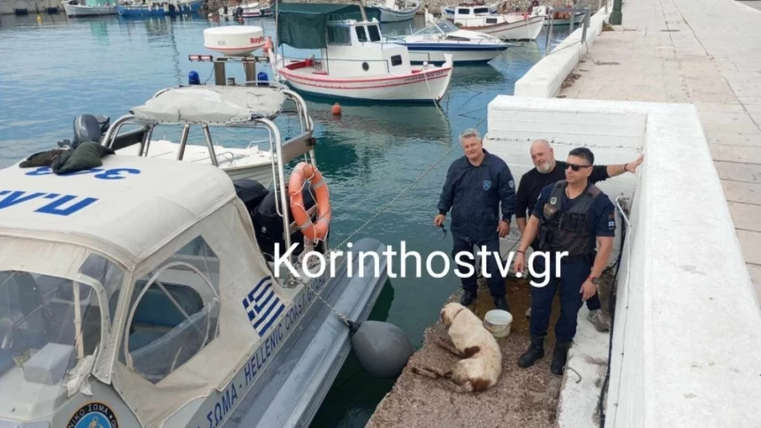 Ισθμός: Λιμενικοί διέσωσαν σκύλο που έπεσε στο κανάλι – Δείτε φωτογραφίες