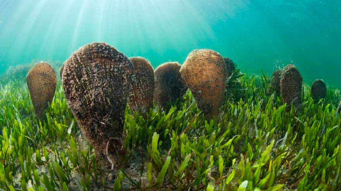 Πίννα: Ελπίδες σωτηρίας για το εμβληματικό μαλάκιο της Μεσογείου