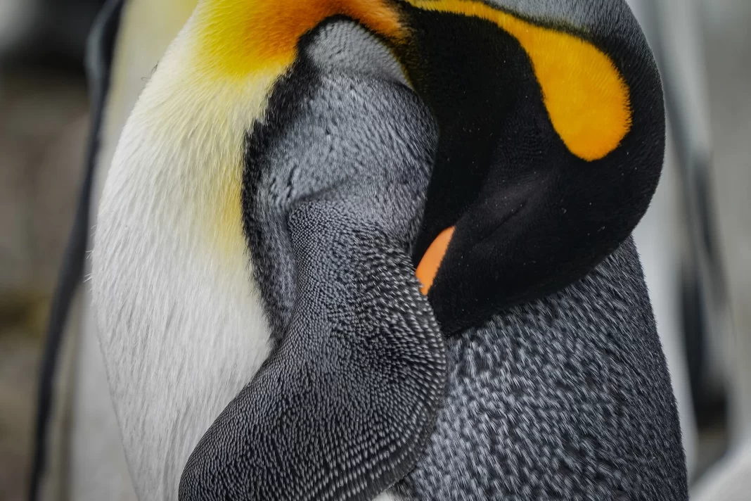 Οι πιγκουίνοι κοιμούνται περισσότερες από 10.000 φορές τη μέρα