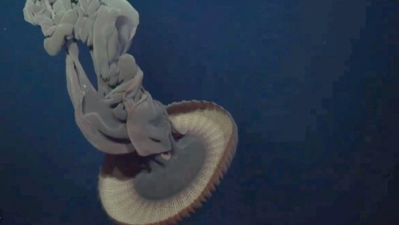 Η μέδουσα που έχει προκαλέσει τρόμο στους ερευνητές: Έχει τέσσερα χέρια που μπορούν να φτάσουν στα δέκα μέτρα