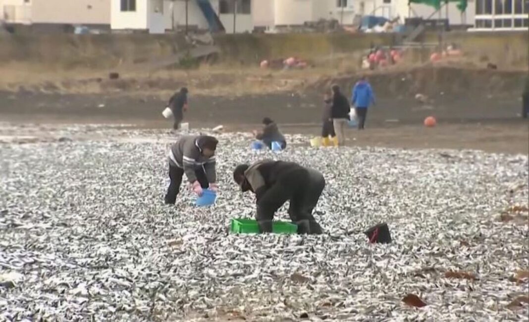 Ιαπωνία: Χιλιάδες νεκρά ψάρια ξεβράστηκαν σε παραλία