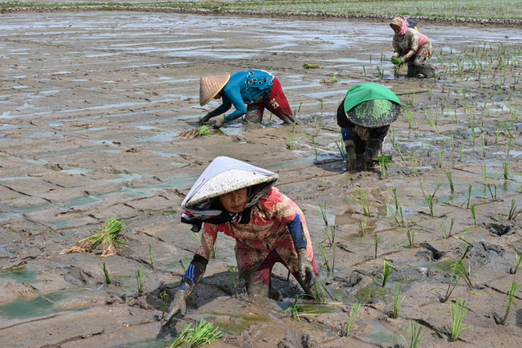 Σε νέο υψηλό 15ετίας το ρύζι – Άνοδος 38% το 2023