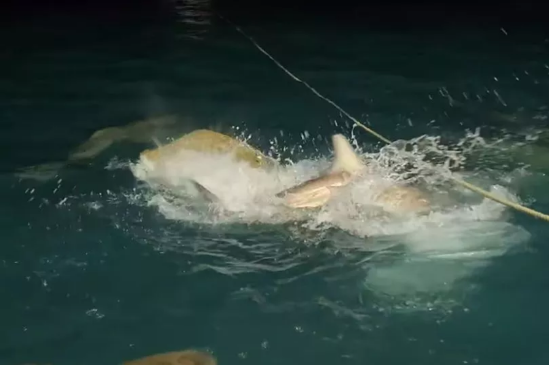 Η στιγμή που δεκάδες καρχαρίες επιτίθενται σε έναν κροκόδειλο