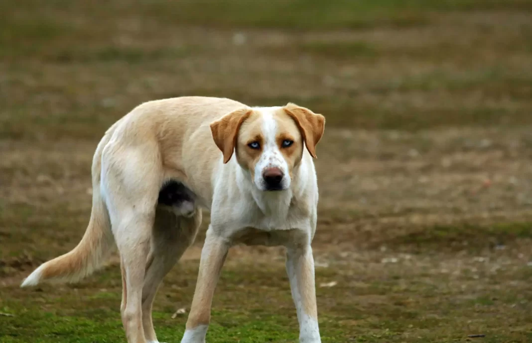 Σκότωσε σκύλο με καραμπίνα – Στα χέρια της αστυνομίας ο δράστης της κτηνωδίας