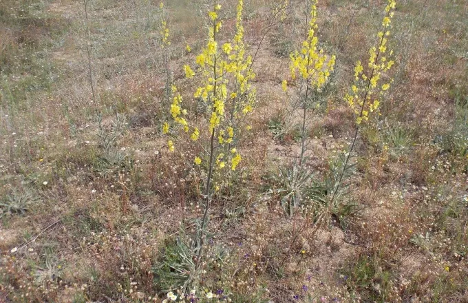 Το κίτρινο λουλουδάκι που φυτρώνει μόνο στην περιοχή της λίμνης Δοϊράνης