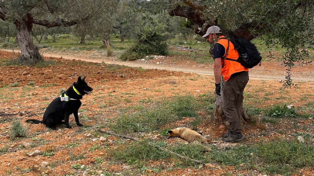 Περιβαλλοντικό έγκλημα: Δεκάδες ζώα νεκρά από δηλητηριασμένα δολώματα