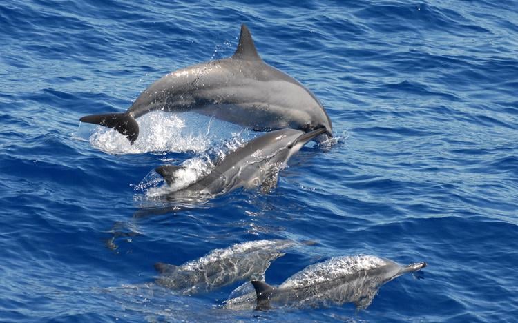 Απαγόρευση αλιείας στον Βισκαϊκό Κόλπο για την προστασία των δελφινιών