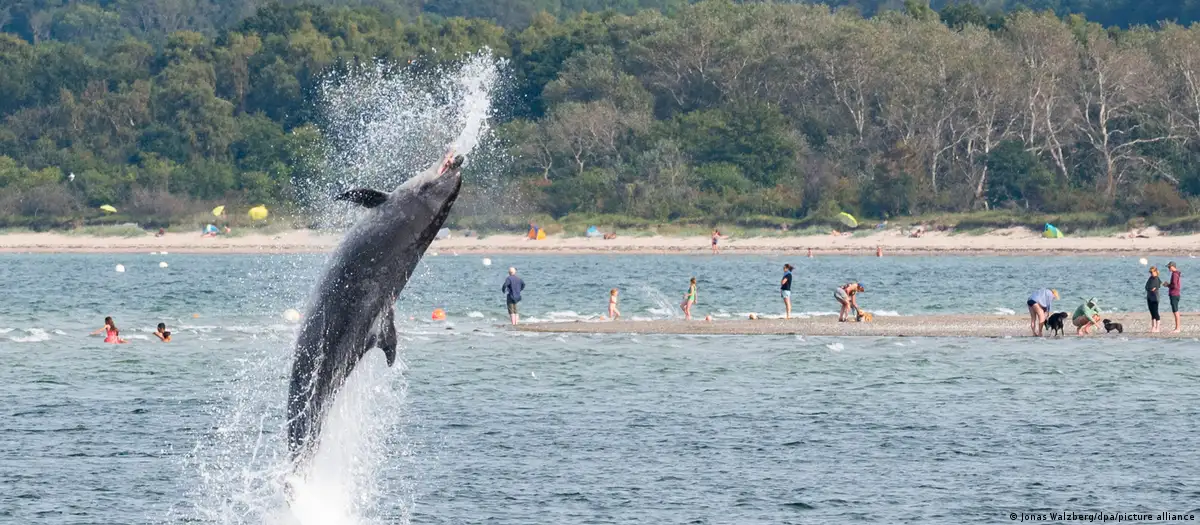 Ένα δελφίνι μαγεύει τον κόσμο στις ακτές της Βαλτικής