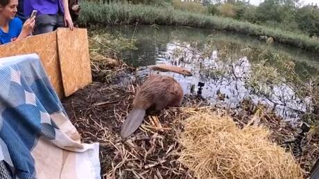 Πέντε άγριοι κάστορες έδωσαν πνοή σε υγροβιότοπο του Λονδίνου – Το πρώτο τους φράγμα