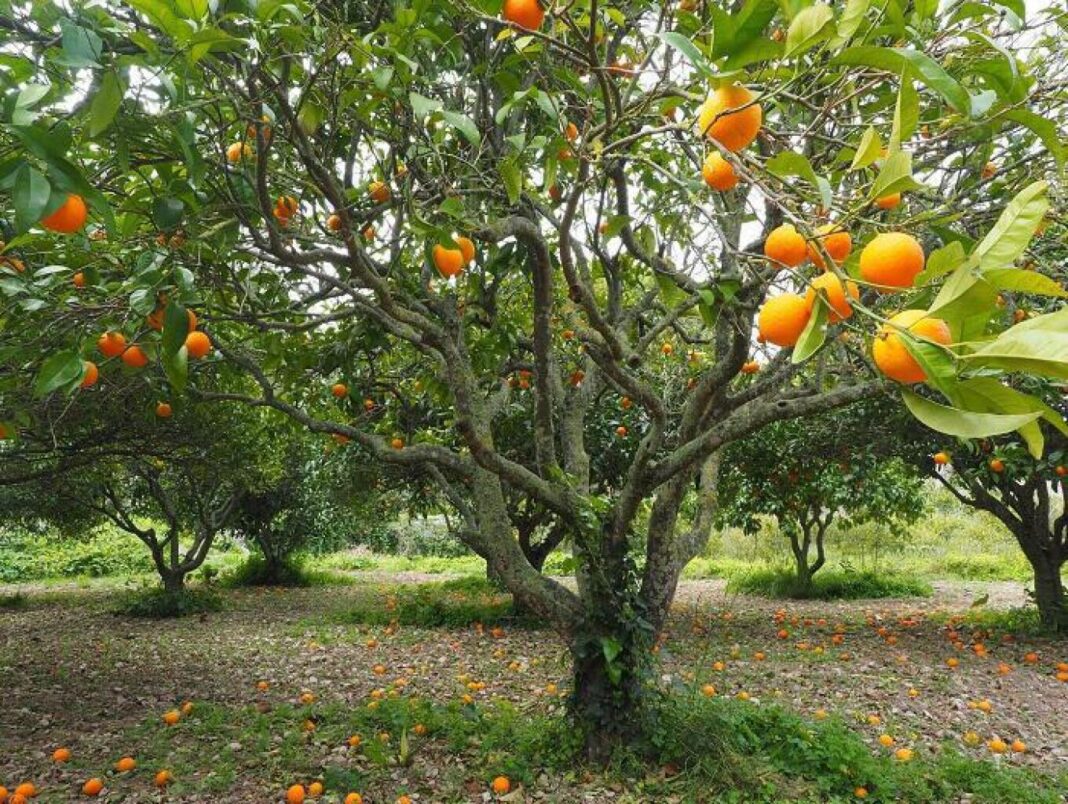 Έκλεψαν δυο τόνους πορτοκάλια από περιβόλι