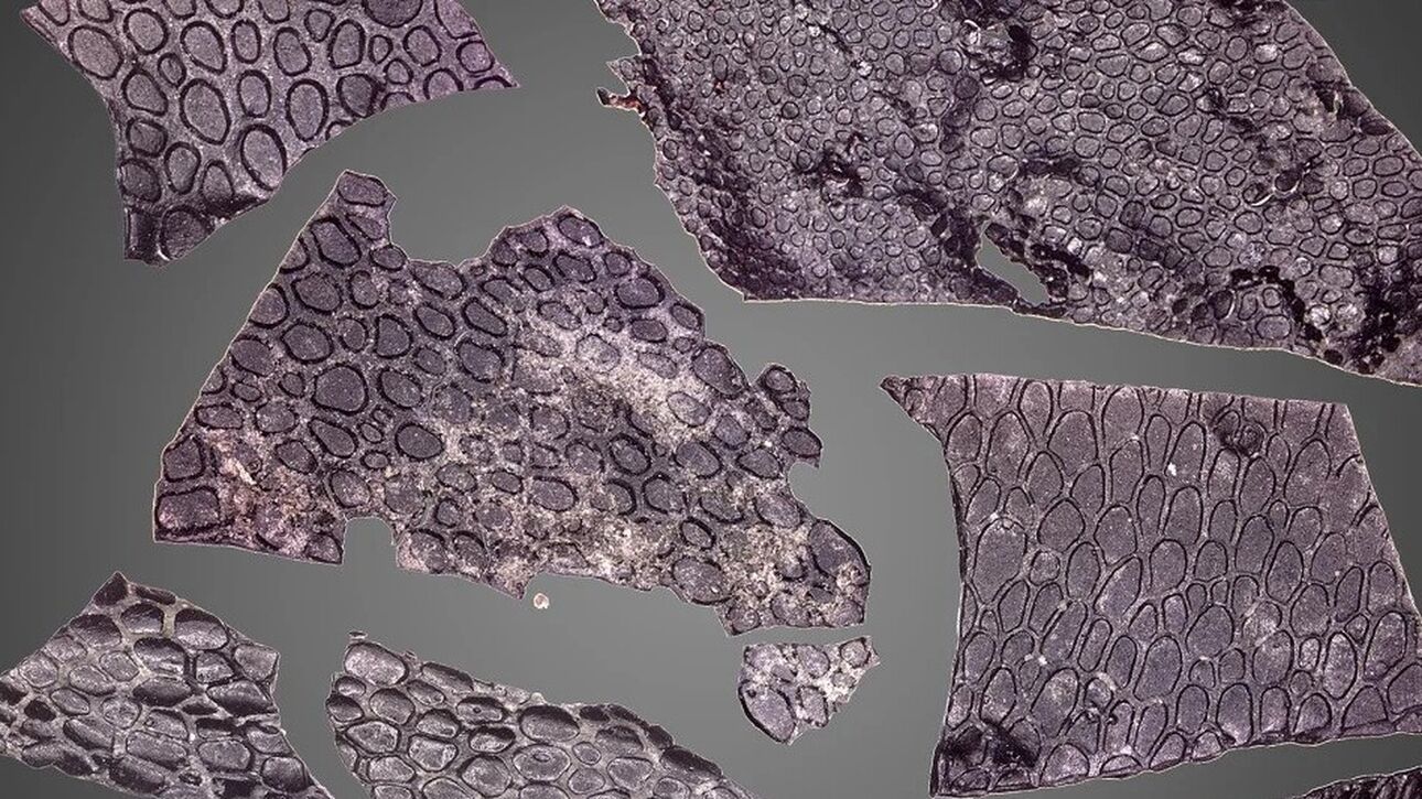 Το αρχαιότερο απολιθωμένο δέρμα, 289 εκατ. ετών, ανήκε σε ερπετό που έζησε πριν τους δεινόσαυρους