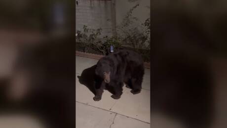 Περιπέτειες για οικογένεια που βρήκε μια αρκούδα να κοιμάται στο υπόγειο