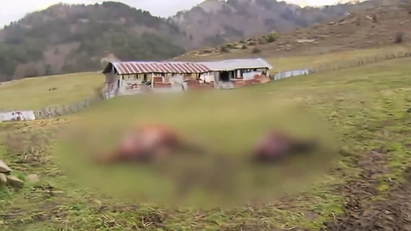 Σκληρές εικόνες από την κτηνωδία με τα σφαγιασμένα άλογα