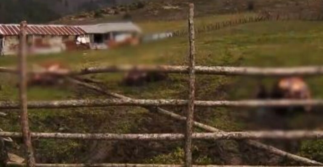 Γρεβενά: Εισαγγελική παρέμβαση για την κτηνωδία με τα τεμαχισμένα άλογα