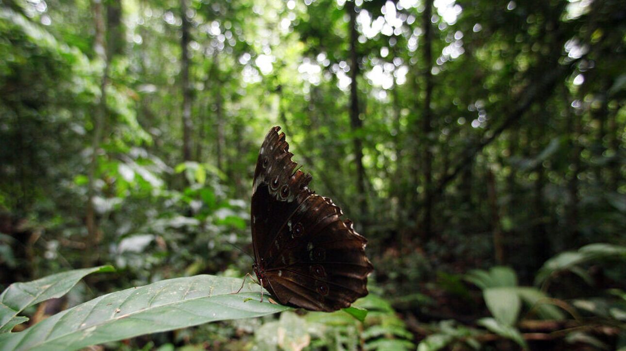 Αμαζόνιος: Βρέθηκε πόλη 2.500 ετών – Ήταν κρυμμένη μέσα στην βλάστηση