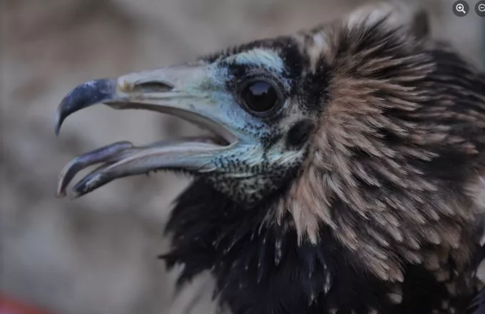 Πώς το ταξίδι του Ασπροπάρη Πασχάλη στην Αφρική έφερε στο φως παράνομο κύκλωμα εμπορίας απειλούμενων ειδών για τελετές μαύρης μαγείας