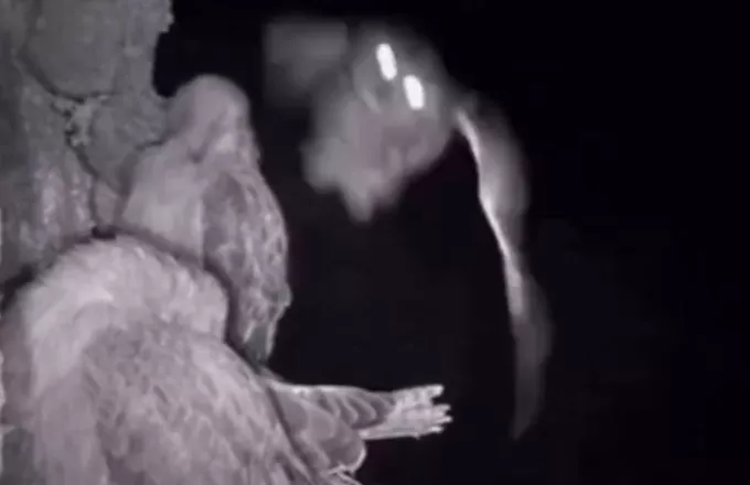 Σπάνιο βίντεο από νυχτερινό κυνήγι κουκουβάγιας – Πλάνα σαν ταινία θρίλερ