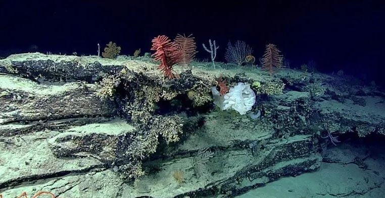 Εντοπίστηκε ο βαθύτερος κοραλλιογενής ύφαλος της Γης που είναι τεράστιος