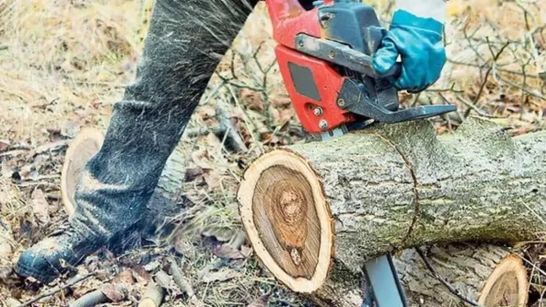 Δέντρο καταπλάκωσε 57χρονο
