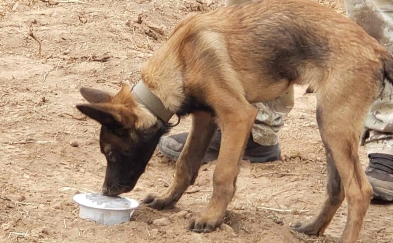«Καμία συσκευή δεν αντικαθιστά τη μύτη ενός σκύλου» λέει ο εκπαιδευτής του Echo που βρήκε τη σορό του Μπάμπη