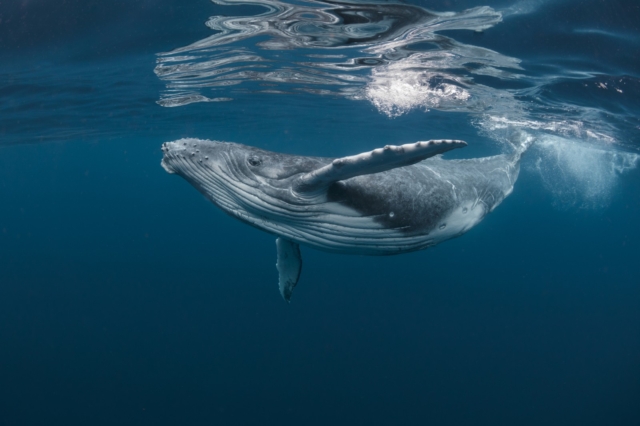 Οι φάλαινες στο επίκεντρο των ESG και της κλιματικής αλλαγής