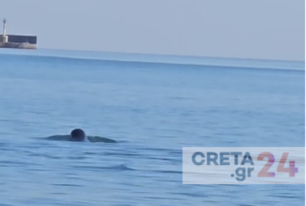 Ηράκλειο: Φώκιες έδωσαν… παράσταση στο λιμάνι (βίντεο)
