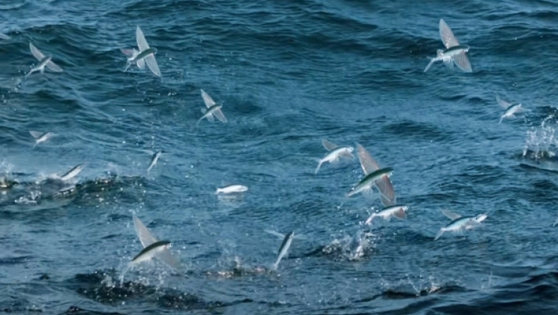 Βίντεο: Το ιπτάμενο ψάρι που μπορεί να ξεπεράσει τα 56 χιλιόμετρα την ώρα