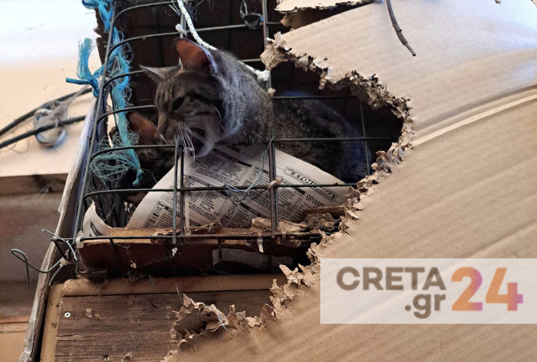 Kρήτη: Πρόστιμο «μαμούθ» για τα έγκλειστα ζώα – Σοκάρουν οι εικόνες από το σπίτι-φυλακή για 87 γάτες και σκύλους