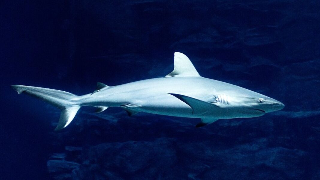 Τι αποκαλύπτει επιστημονική μελέτη για το μέγεθος του καρχαρία μεγαλόδοντα