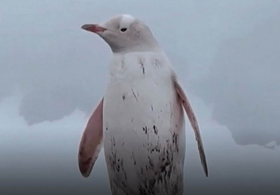 Σπάνιος λευκός πιγκουίνος καταγράφηκε σε βίντεο στην Ανταρκτική