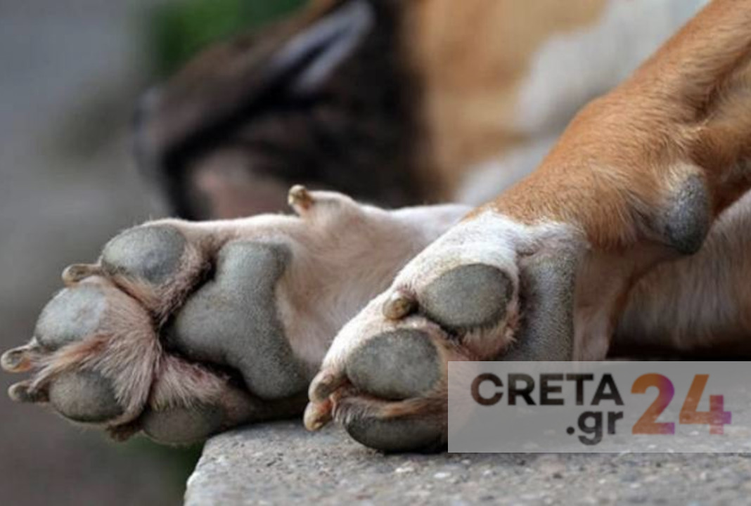 Νέα κτηνωδία στο Ηράκλειο: Κρέμασαν σκύλο όταν πήγαν για ζωοκλοπή