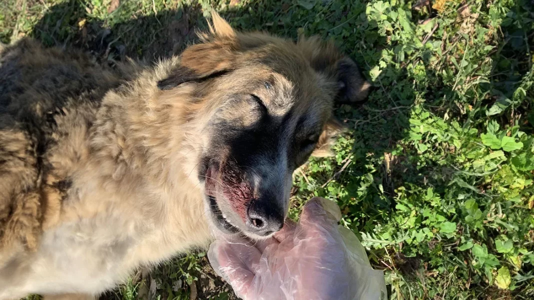 Παρέμβαση της εισαγγελέως του Αρείου Πάγου για τη θανάτωση σκύλου