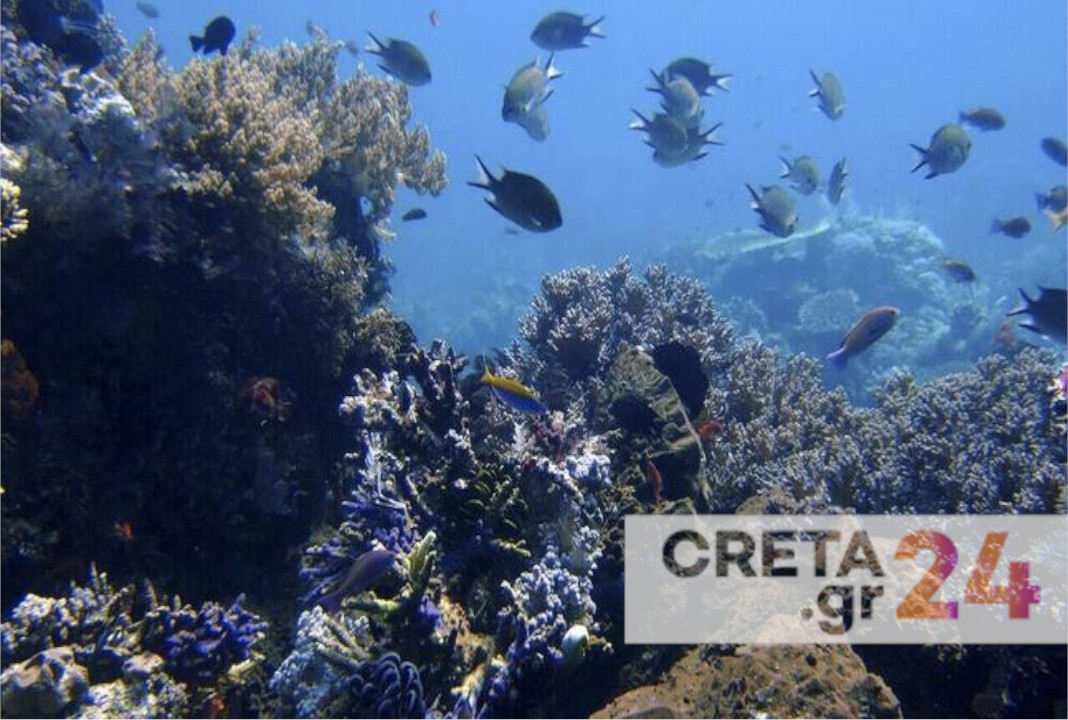Η κλιματική αλλαγή «τρέλανε» τα φυτά και τις θάλασσες της Κρήτης - Μειωμένη παραγωγή και αύξηση θαλάσσιων «εισβολέων»