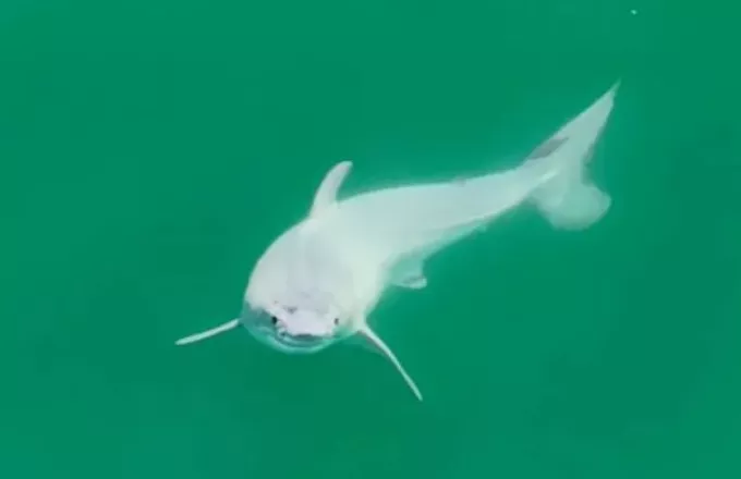 Το πραγματικό… Baby Shark : Λευκός καρχαρίας, μωρό για πρώτη φορά, «πιάνεται σε κάμερα», ώρες μετά την γέννησή του