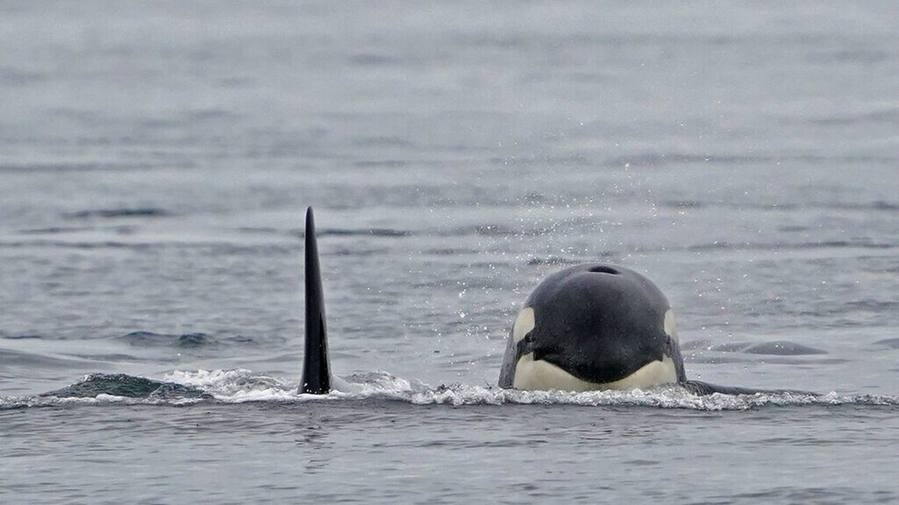 «Παλεύουν να ανασάνουν» - Ανησυχία για τις παγιδευμένες όρκες στα ανοικτά των ιαπωνικών ακτών