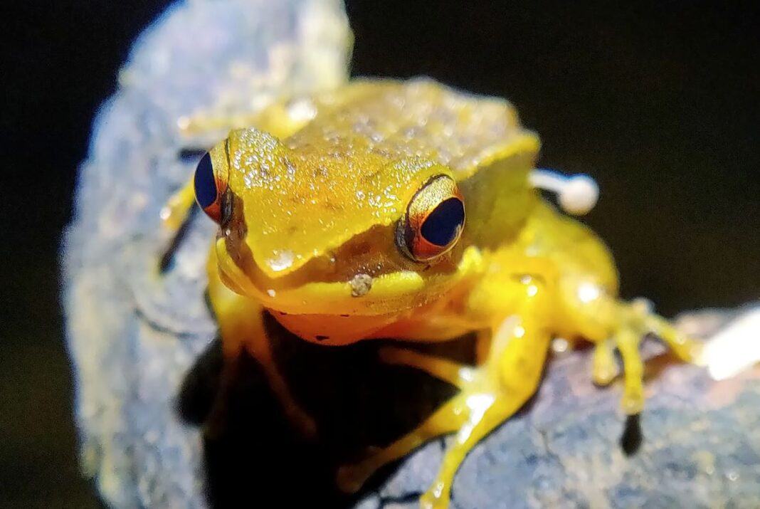Μανιτάρι που φύτρωσε σε βάτραχο, η νέα παραξενιά της βιολογίας