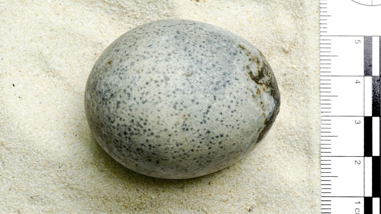 Αυγό 1.700 ετών έχει ακόμη τον κρόκο και το ασπράδι του