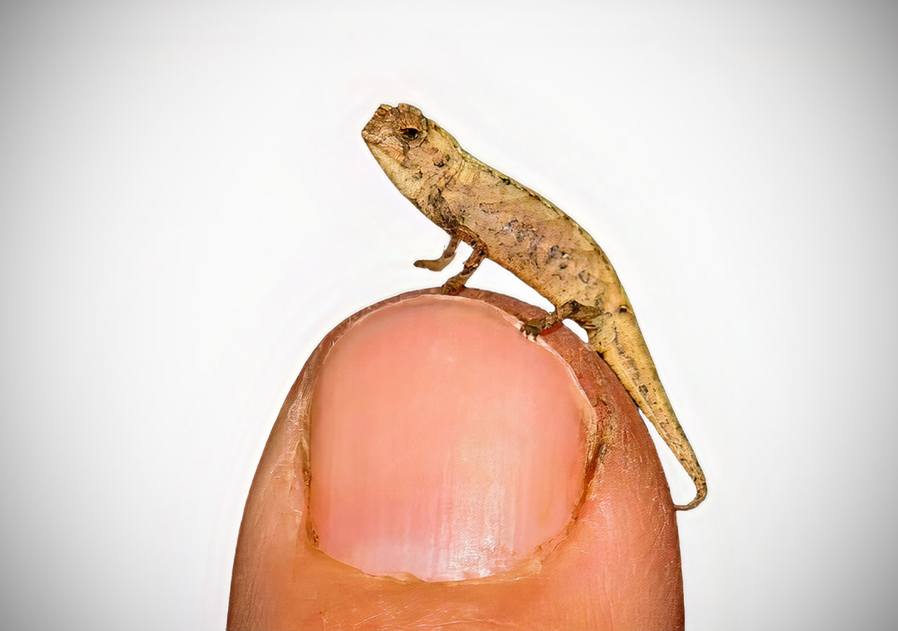 Οι Τοσοδούληδες – Συστάσεις με τα μικρότερα πλάσματα του κόσμου